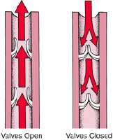 Venous valves open and closed