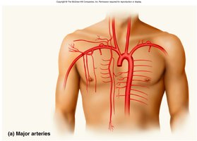 Circulatory routes and anastomoses