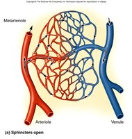 Capillary bed with sphincters