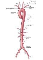 Aorta and its branches