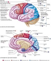 Functional and structural areas of the cerebral cortex