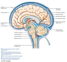 Formation, location, and circulation of CSF