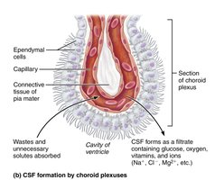 CSF formation by choroid plexuses
