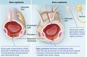 The blood brain barrier
