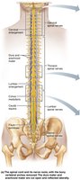 Gross structure of the spinal cord, dorsal view