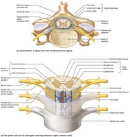 Anatomy of the spinal cord