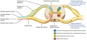 Organization of the gray matter of the spinal cord