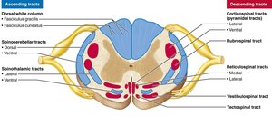 Major ascending (sensory) and descending (motor) tracts of the spinal cord, cross-sectional view