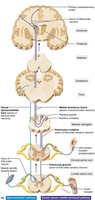 Pathways of selected ascending spinal cord tracts
