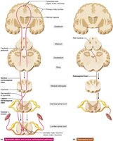 Three descending pathways by which the brain influences movement