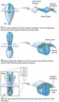 Development of the neural tube from embryonic ectoderm
