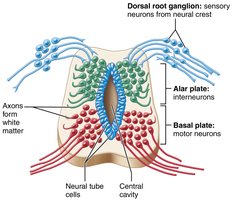 Structure of the embryonic spinal cord