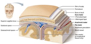 Meninges: dura mater, arachnoid mater, and pia mater