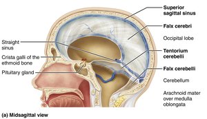 Dural septa and dural venous sinuses