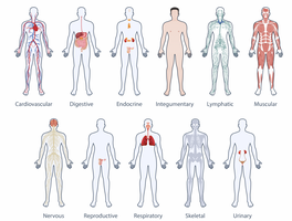 Diagram of the 11 human body organ systems with major organs highlighted