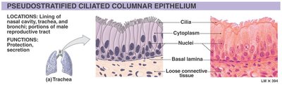 Pseudostratified ciliated columnar epithelium: structure and location