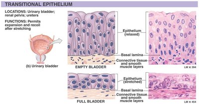 Transitional epithelium: structure and location