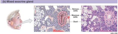 Mixed exocrine gland histology