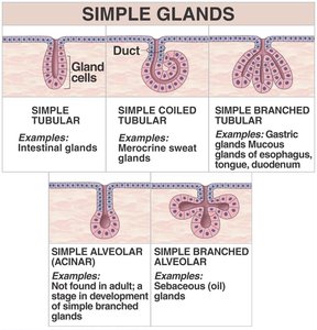Simple glands: tubular, coiled, branched, alveolar