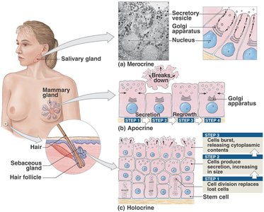 Mechanisms of glandular secretion: merocrine, apocrine, holocrine