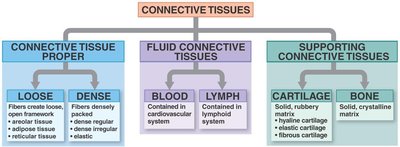 Classification of connective tissues