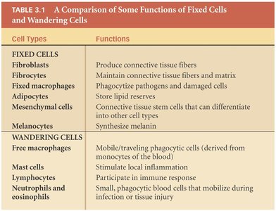 Connective tissue classification: proper, fluid, supporting