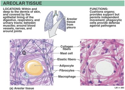 Areolar tissue: structure and function