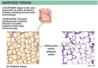 Adipose tissue: structure and function