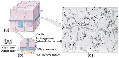 Basal lamina and intercellular connections in epithelial tissue
