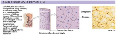Simple squamous epithelium: structure and location
