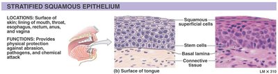 Stratified squamous epithelium: structure and location