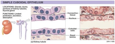 Simple cuboidal epithelium: structure and location