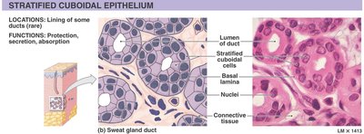 Stratified cuboidal epithelium: structure and location