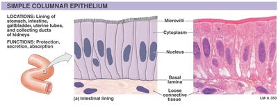 Simple columnar epithelium: structure and location