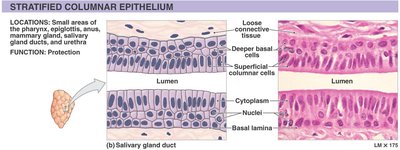 Stratified columnar epithelium: structure and location