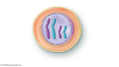 Cell with chromosomes, illustrating homologous pairs and sister chromatids