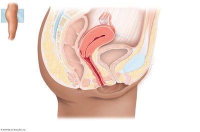 Diagram showing fluid compartments: plasma and interstitial fluid