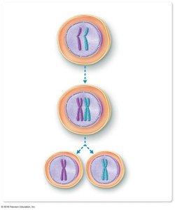 Diagram of meiosis showing chromosome separation and formation of haploid cells