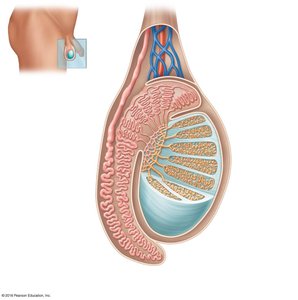 Cross-section of the testis showing seminiferous tubules and associated structures