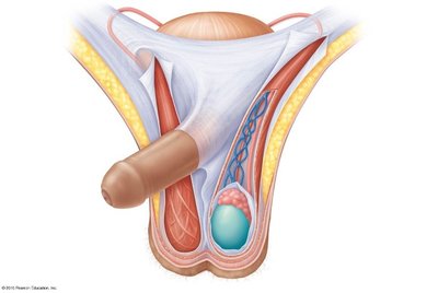 Male reproductive tract showing the pathway of sperm from the testis through the duct system