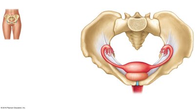 Female pelvic anatomy showing ovaries, uterine tubes, and uterus