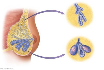 Anatomy of the breast, showing nonlactating and lactating states