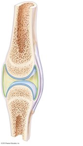 Structure of a synovial joint