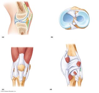 Anatomy of the knee joint