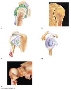 Anatomy of the shoulder joint
