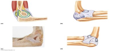 Anatomy of the elbow joint