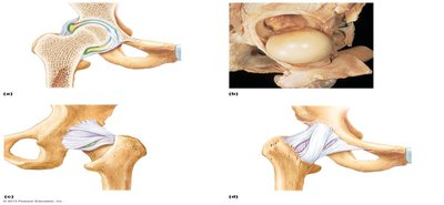 Anatomy of the hip joint