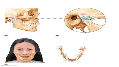 Anatomy of the temporomandibular joint
