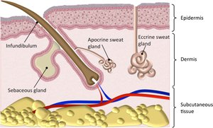 Diagram showing epidermis, dermis, and subcutaneous tissue with glands