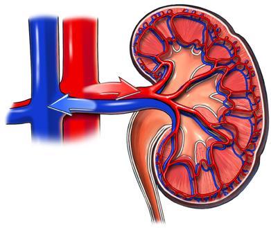 Diagram showing blood flow through the kidney